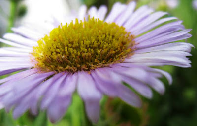 Close up of purple daisy with yellow centr