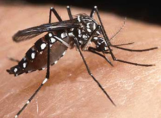 dengue mosquito