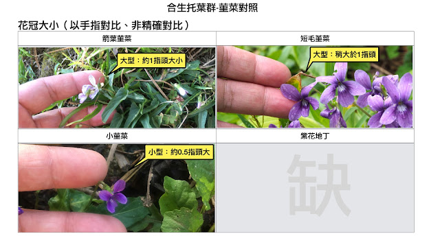 菫菜彙整 合生托葉群 短毛堇菜 小堇菜 箭葉堇菜 紫花地丁 阿非邦 痞客邦