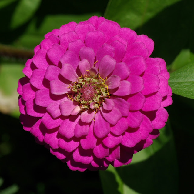 Zinnia elegans