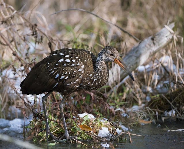 Limpkin Ohio