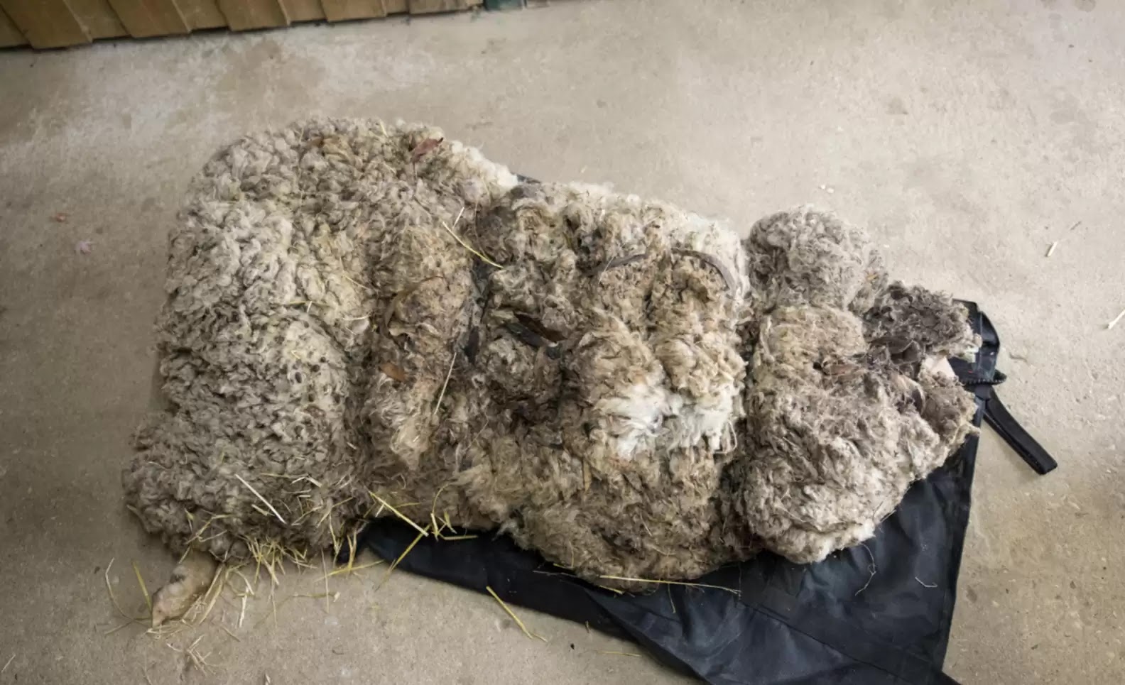 a sheep with Matted Wool