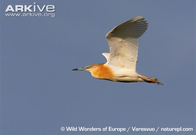 Squacco Heron