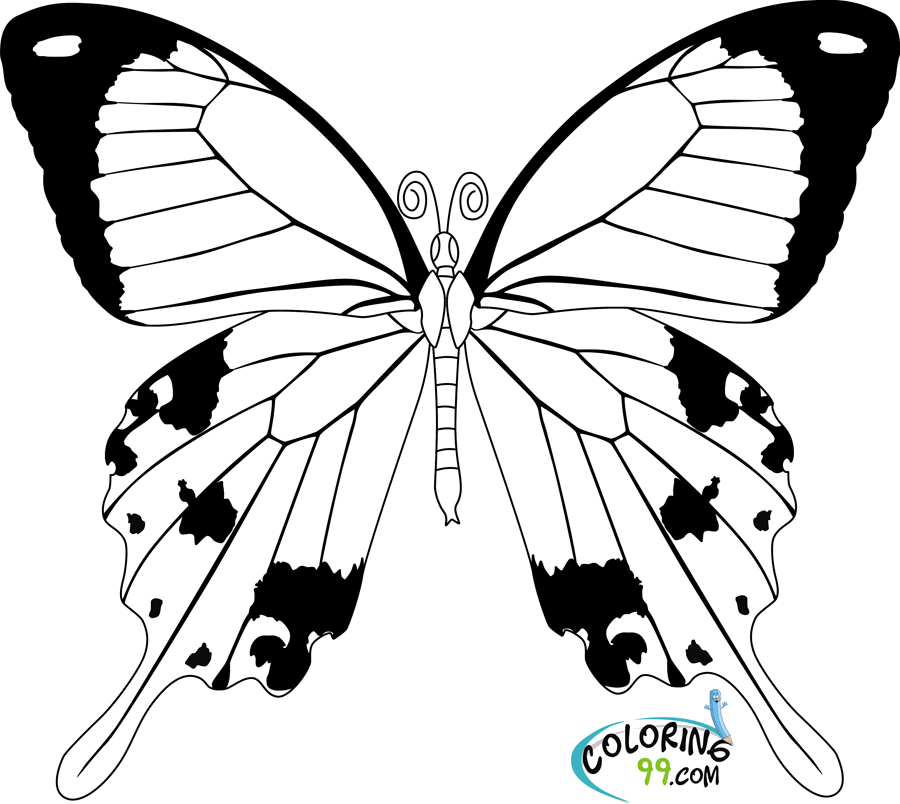 Download Butterfly Coloring Pages | Team colors