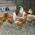 Les poules