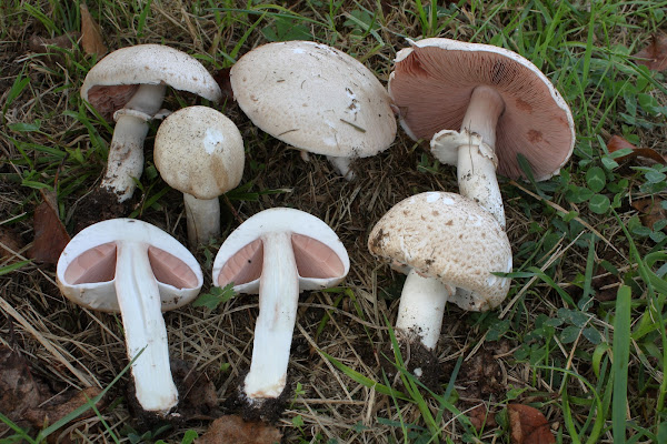 Agaricus depauperatus