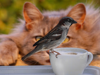 Cat looking at the bird