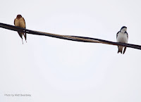 Barn swallow and Tree swallow, North Rustico, PEI, Canada - by Matt Beardsley, May 2017