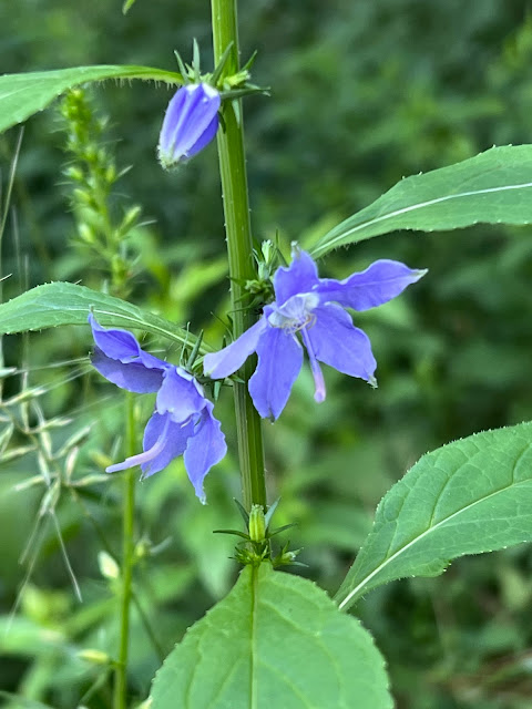A tall bellflower delighted us at West DuPage Woods!