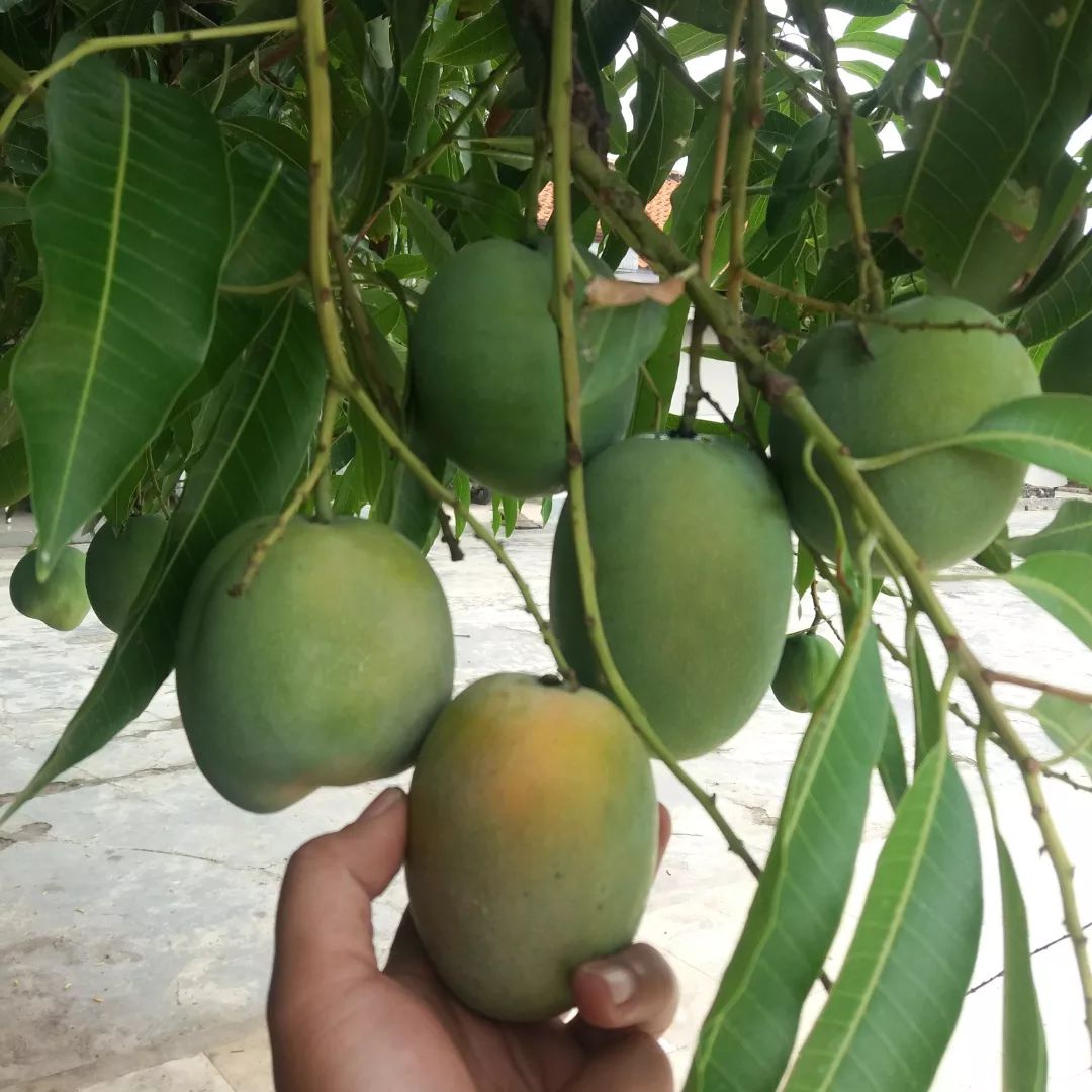 jual bibit mangga indramayu pohon kualitas terbaik exclusive Bitung