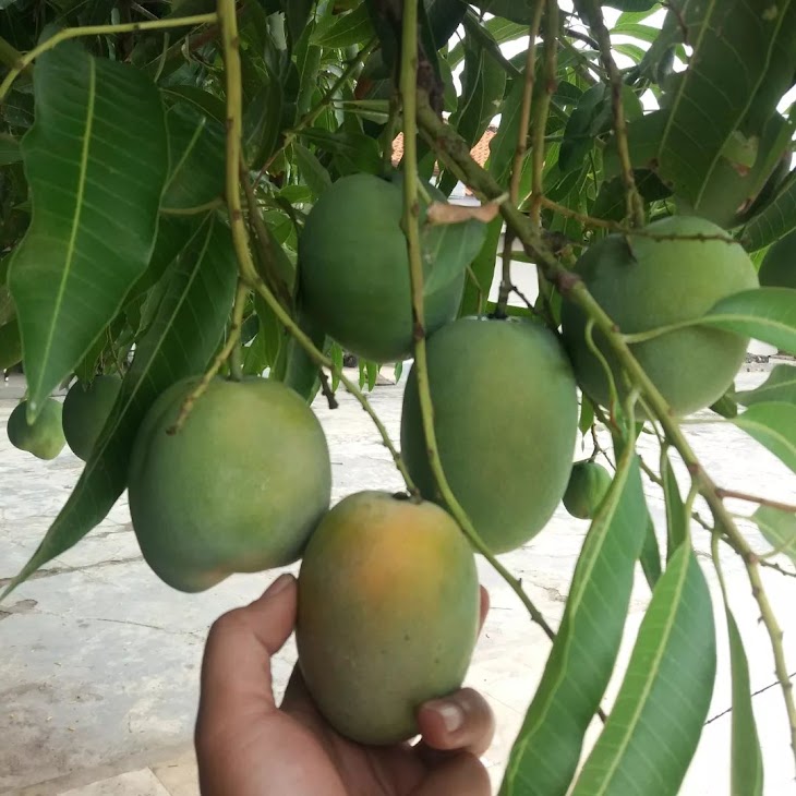 jual bibit buah mangga indramayu super hasil okulasi harga murah bersahabat Kalimantan Timur