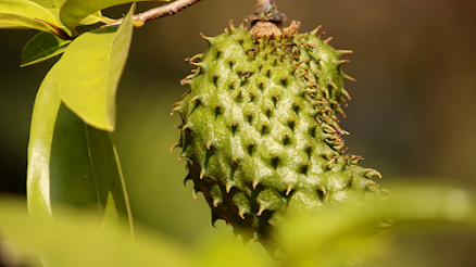 Guyabano's vitamin c boosts immune system