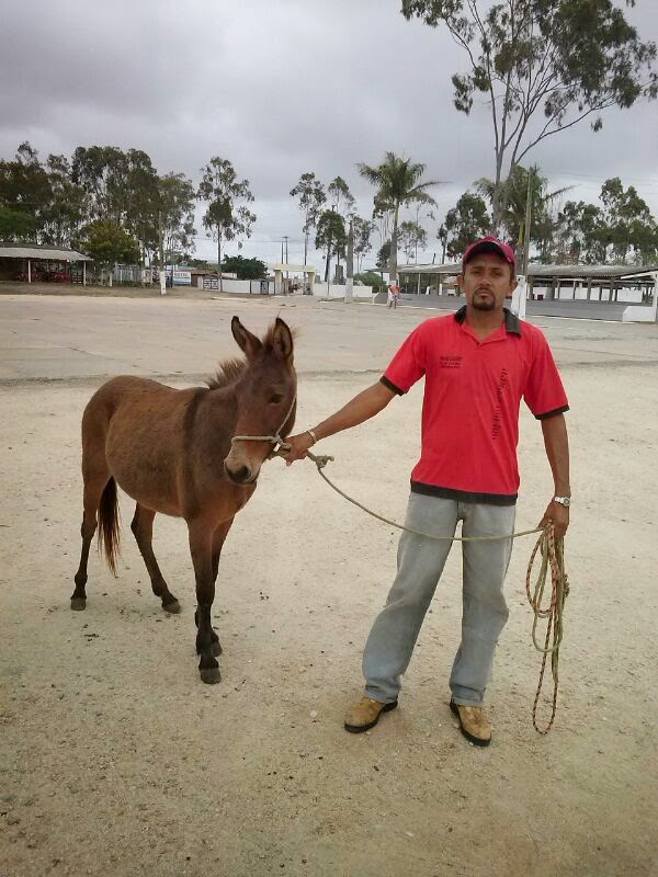 SECRETARIA DE AGRICULTURA DE BOM CONSELHO RETOMA APREENSÃO DE ANIMAIS