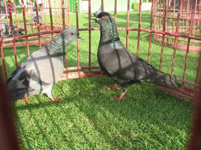 Merpati tinggi: MACAM BURUNG MERPATI UNTUK DI KENALI