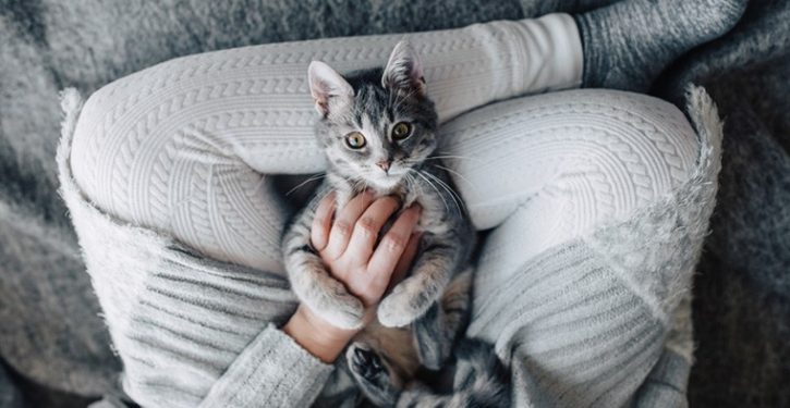 Job Offer: This Company Is Looking For People To Cuddle Cats All Day Long