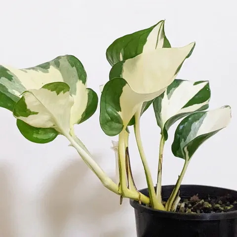 Manjula Pothos