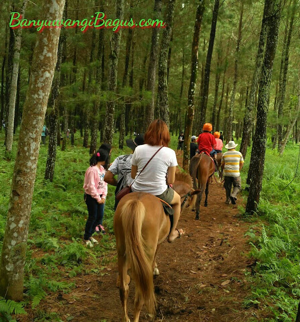 Wisata pinus Banyuwangi.