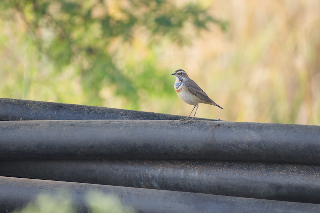 Bluethroat (नीलकण्ठी पिद्दा) - Cyanecula svecica