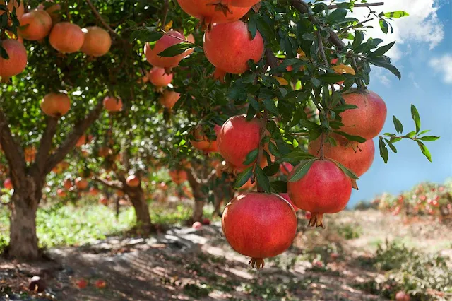 Το Ρόδι Ερμιόνης προϊόν με Προστατεύομενη Ονομασία Προέλευσης