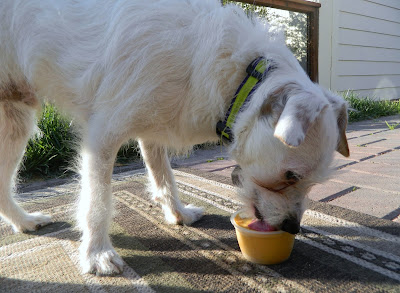 Freckles the Dog