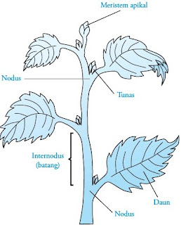 Bagian-bagian batang