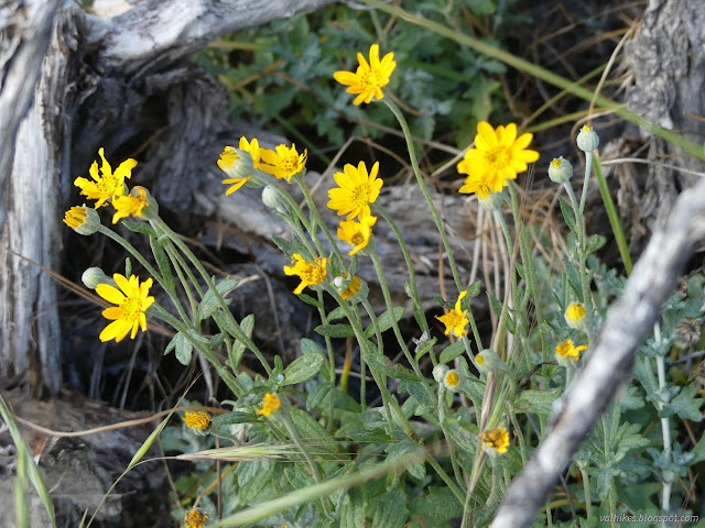 52: bright yellow flowers