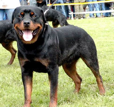 Rottweiler Popular Dog