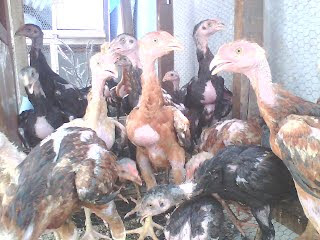 anak ayam bangkok