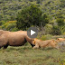 Lions killed Huge Hippo in the Moonlight