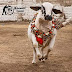 UDF Cattle Farm | Sohrab Goth Cow Mandi 2015