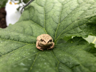 【20190616】キュウリの葉の上の蛙