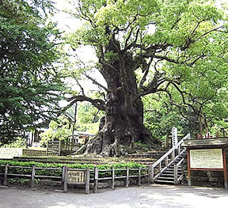 Kamo no Okusu - Japan's biggest known tree