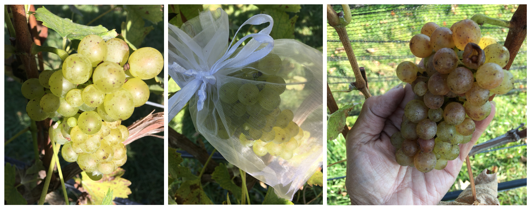 Fruit Netting Bags Fruit Protection Bags with Drawstring, Garden Plant Net  Barrier Bag for Tomatoes, Grapes, Mangoes, MOQ: 100 PCS - China Fruit Cover  Bag and Fruit Protector Bag price | Made-in-China.com