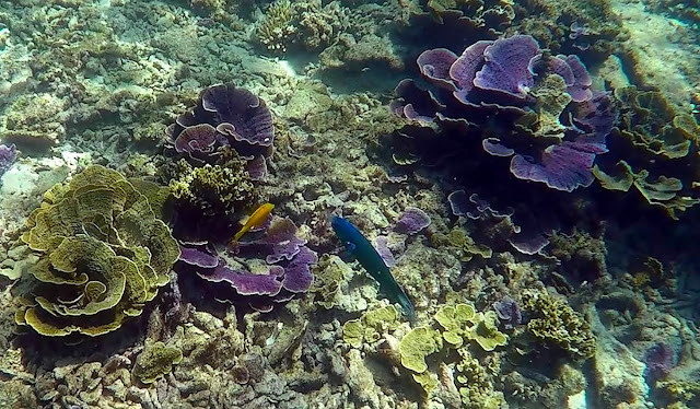 Snorkeling at Perhentian Island, Terengganu, Malaysia