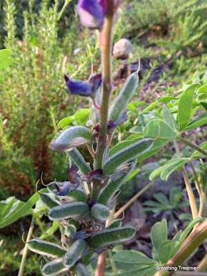 Lupinus succulentus (Arroyo Lupine)