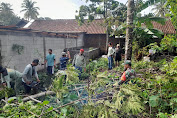 Babinsa Koramil Ampel Evakuasi Pohon Tumbang Akibat Angin Kencang 