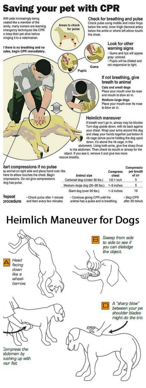 A chart about performing CPR on your dog