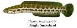 bangka snakehead