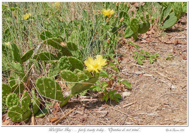 Wellfleet Bay: ... fairly toasty today... Opuntias do not mind...