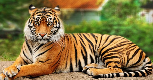 Ini 10 Fakta Menarik Tentang Si Raja Hutan Harimau 