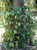 Black pepper tree, Foster Botanical Garden - Honolulu, HI