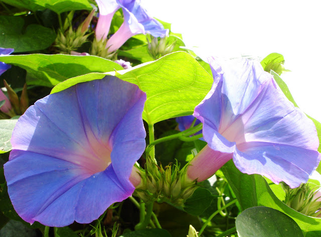 Uma flor linda, que parece ter luz própria, de fácil propagação.