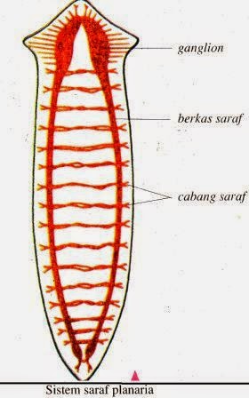 Sistem Saraf Pada Hewan  Vertebrata dan Avertebrata  