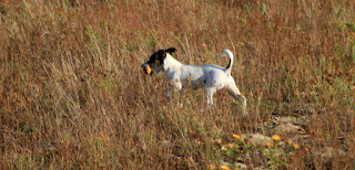 Louise runs off with a windfall pear