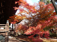 燃えるような紅葉