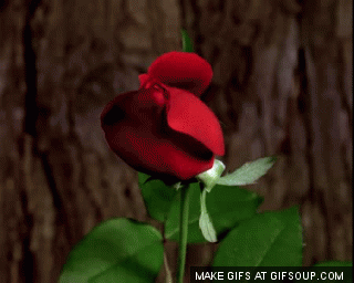 blooming-rose-o