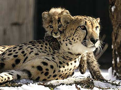 Cheetahs Cub Photo