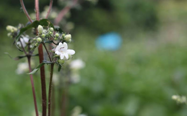 Foxglove Beardtongue Flowers Pictures