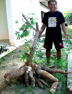 kebun singkong Singkong Gajah  di Nunukan