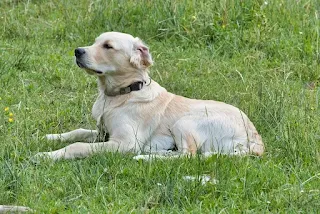 What is the Price of Golden Retriever in India, what is the cost of golden retriever in india, rate of golden retriever in india